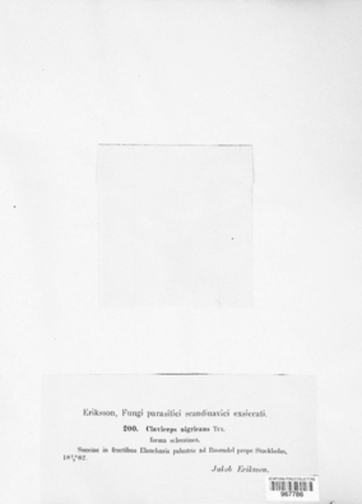 Claviceps nigricans image
